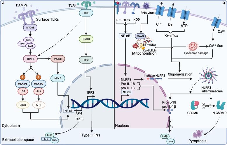 https://cdn.ncbi.nlm.nih.gov/pmc/blobs/b36d/12394712/ddbdb2280a26/43556_2025_305_Fig5_HTML.jpg