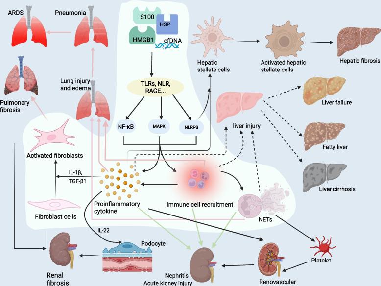https://cdn.ncbi.nlm.nih.gov/pmc/blobs/b36d/12394712/ff5bec166cbf/43556_2025_305_Fig9_HTML.jpg