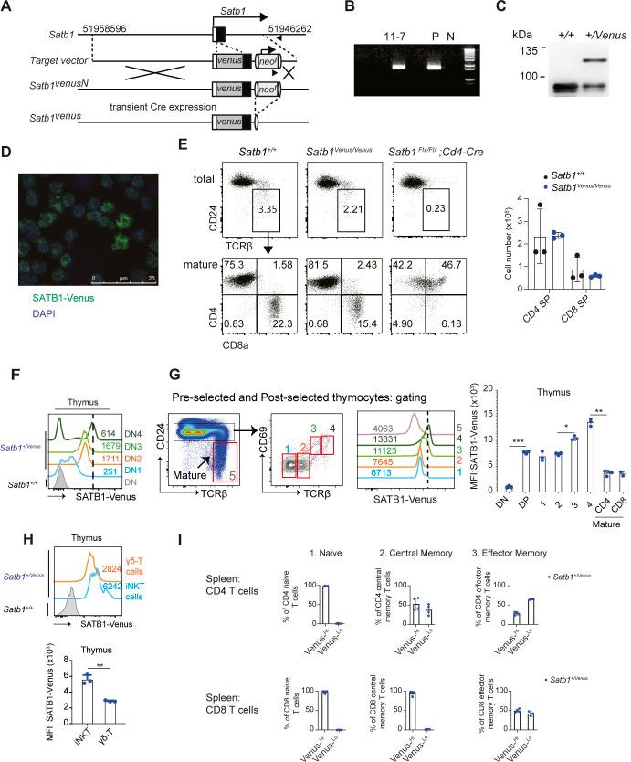 https://cdn.ncbi.nlm.nih.gov/pmc/blobs/b36f/10189277/a35cff23507b/LSA-2023-01897_FigS1.jpg