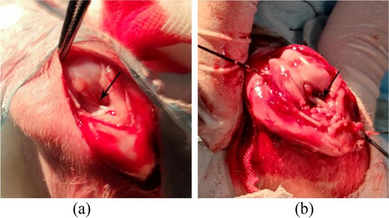 https://cdn.ncbi.nlm.nih.gov/pmc/blobs/b36f/9969685/b2178a427039/12891_2023_6245_Fig1_HTML.jpg