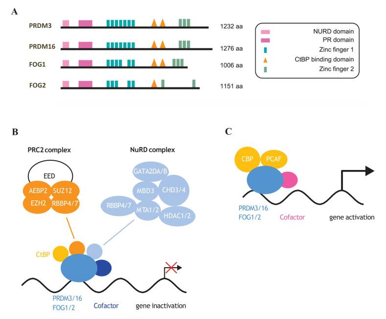 https://cdn.ncbi.nlm.nih.gov/pmc/blobs/b371/7761934/6d74c5e19b99/cells-09-02603-g004.jpg