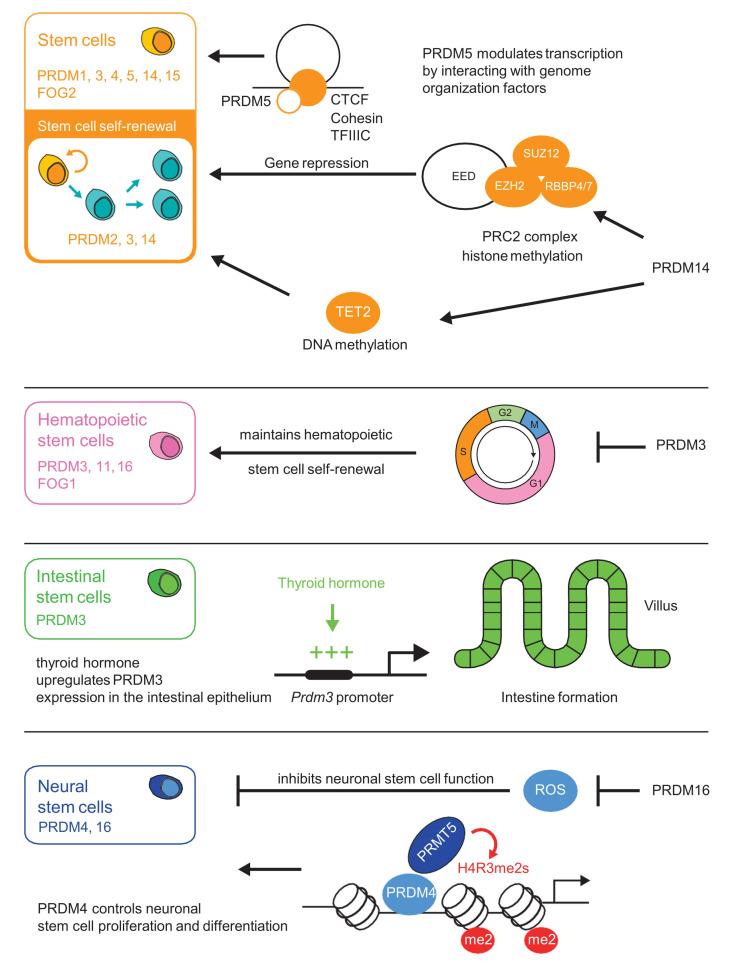https://cdn.ncbi.nlm.nih.gov/pmc/blobs/b371/7761934/ab77af4b36eb/cells-09-02603-g001.jpg