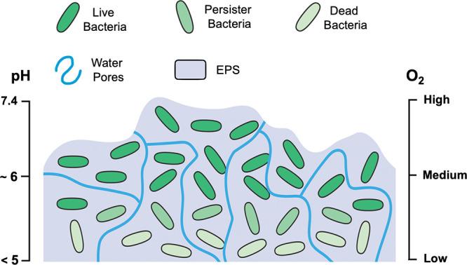 https://cdn.ncbi.nlm.nih.gov/pmc/blobs/b372/11086401/2fb119e203cc/cr3c00705_0004.jpg