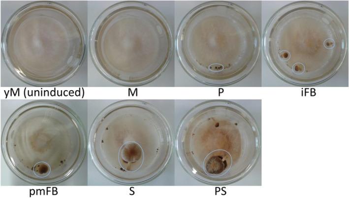 https://cdn.ncbi.nlm.nih.gov/pmc/blobs/b37a/8097960/0ee0a36e7d58/12864_2021_7648_Fig1_HTML.jpg