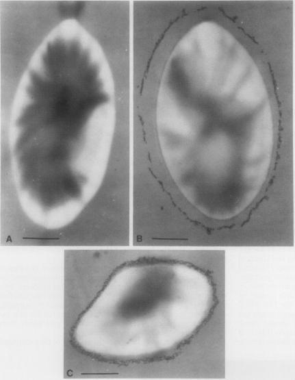 https://cdn.ncbi.nlm.nih.gov/pmc/blobs/b37b/1064555/c9b5a547985c/plntphys00585-0018-a.jpg