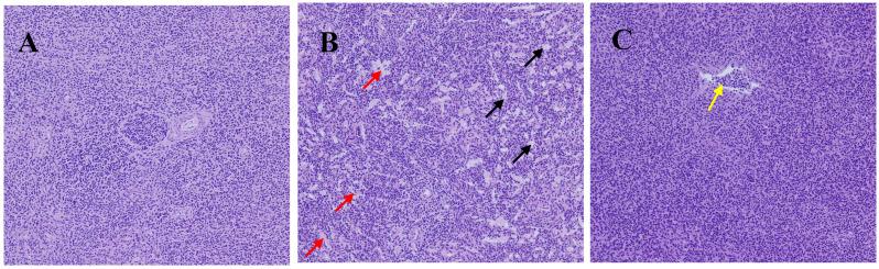 https://cdn.ncbi.nlm.nih.gov/pmc/blobs/b37d/11047314/773f7496a2be/animals-14-01157-g001.jpg