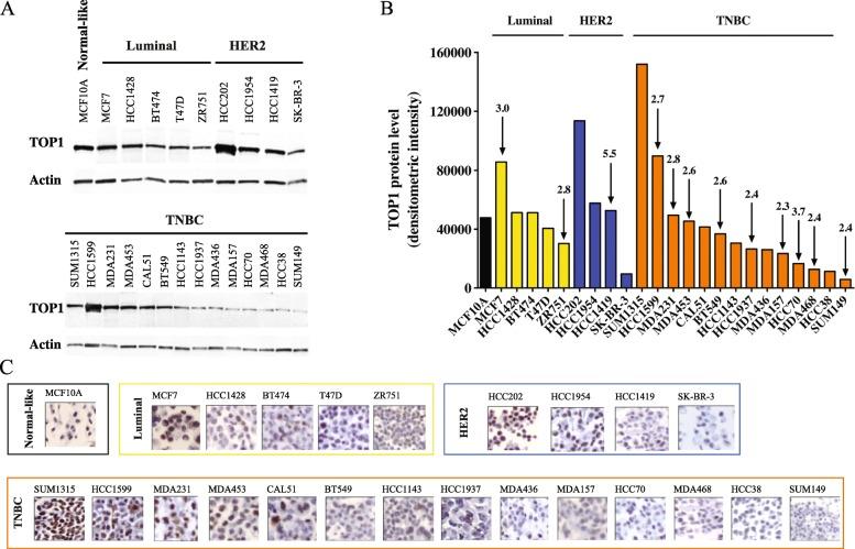 https://cdn.ncbi.nlm.nih.gov/pmc/blobs/b37f/6884793/fa25d8278389/12885_2019_6371_Fig1_HTML.jpg