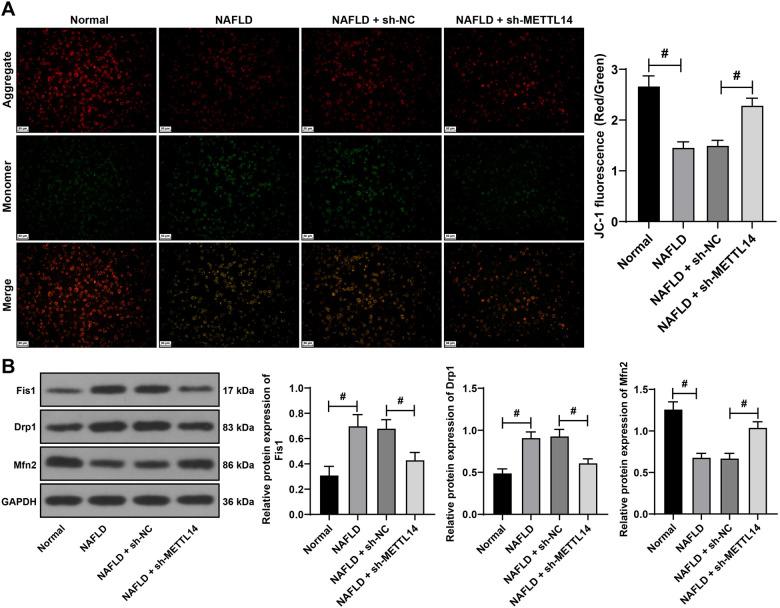 https://cdn.ncbi.nlm.nih.gov/pmc/blobs/b380/11088893/2c03c1b3ac66/bb-2023-9698f2.jpg