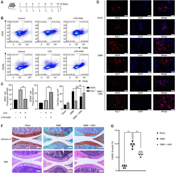 https://cdn.ncbi.nlm.nih.gov/pmc/blobs/b381/8223070/030a1ecd85a4/fphar-12-669213-g004.jpg