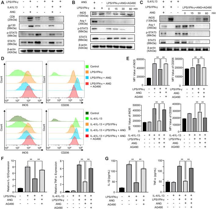 https://cdn.ncbi.nlm.nih.gov/pmc/blobs/b381/8223070/5104f3d39a49/fphar-12-669213-g003.jpg