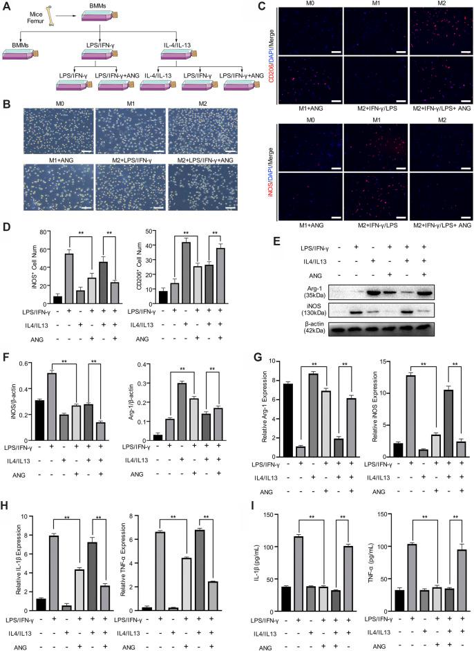 https://cdn.ncbi.nlm.nih.gov/pmc/blobs/b381/8223070/ef1a5888ca7d/fphar-12-669213-g002.jpg