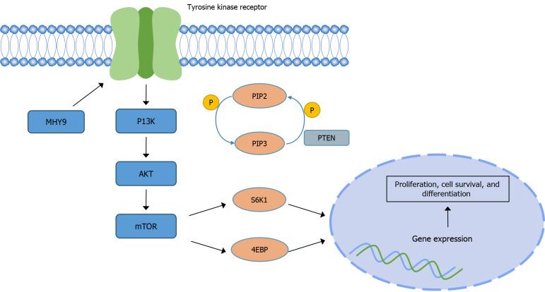 https://cdn.ncbi.nlm.nih.gov/pmc/blobs/b384/12179916/a5414453aa9d/wjgo-17-6-106617-g003.jpg