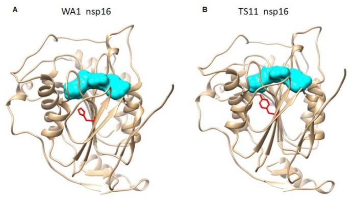 https://cdn.ncbi.nlm.nih.gov/pmc/blobs/b384/9867033/882e15da8e1a/viruses-15-00095-g006.jpg