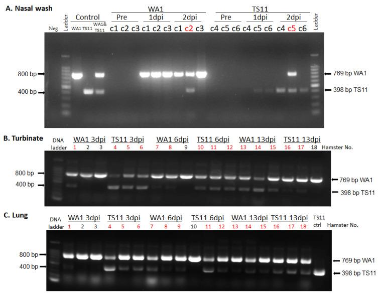 https://cdn.ncbi.nlm.nih.gov/pmc/blobs/b384/9867033/ae8557940970/viruses-15-00095-g004.jpg