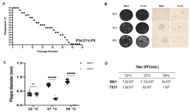 https://cdn.ncbi.nlm.nih.gov/pmc/blobs/b384/9867033/ed189d9b67d4/viruses-15-00095-g001.jpg