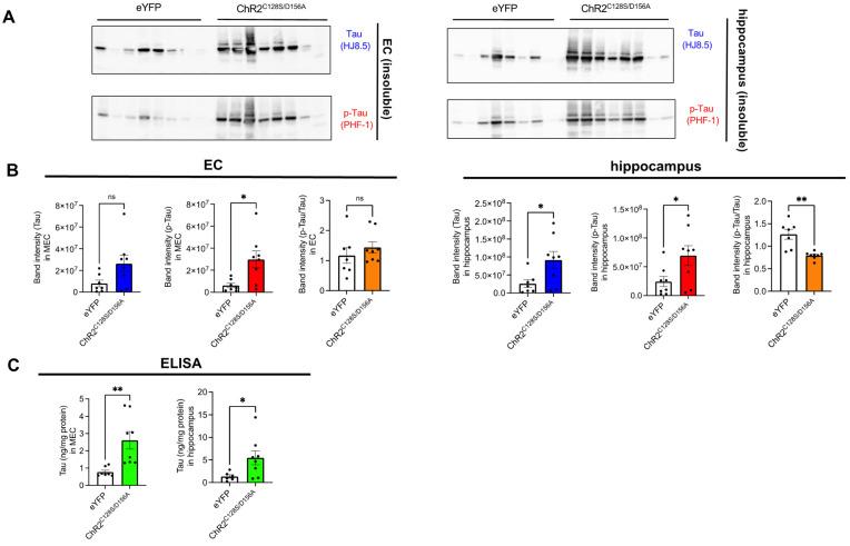 https://cdn.ncbi.nlm.nih.gov/pmc/blobs/b387/11354494/95997f9ea172/ijms-25-09004-g003.jpg