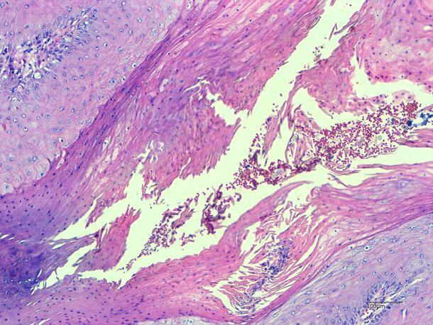 https://cdn.ncbi.nlm.nih.gov/pmc/blobs/b389/11753976/34be26350c14/gr1.jpg