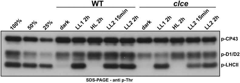 https://cdn.ncbi.nlm.nih.gov/pmc/blobs/b38a/9722747/edb3358d12be/fpls-13-1050355-g001.jpg