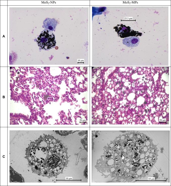 https://cdn.ncbi.nlm.nih.gov/pmc/blobs/b38d/10786813/85423875dfbe/43188_2023_213_Fig9_HTML.jpg