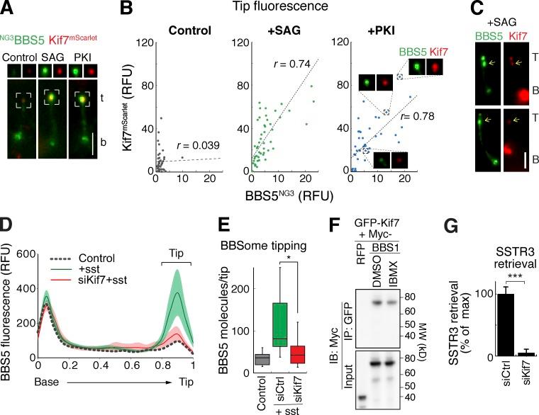 https://cdn.ncbi.nlm.nih.gov/pmc/blobs/b390/5940304/93c54834e0f2/JCB_201709041_Fig5.jpg