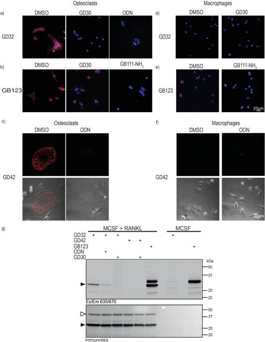 https://cdn.ncbi.nlm.nih.gov/pmc/blobs/b391/11481179/632ee0d10df9/ADVS-11-2401518-g006.jpg