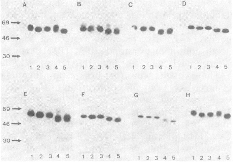 https://cdn.ncbi.nlm.nih.gov/pmc/blobs/b392/253277/6521e9246ed2/jvirol00085-0114-a.jpg