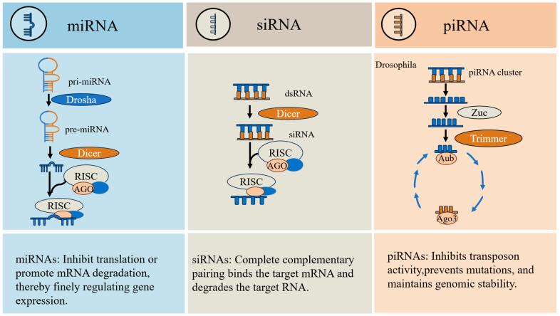 https://cdn.ncbi.nlm.nih.gov/pmc/blobs/b393/12197747/1902e01ccbe8/vetsci-12-00594-g002.jpg