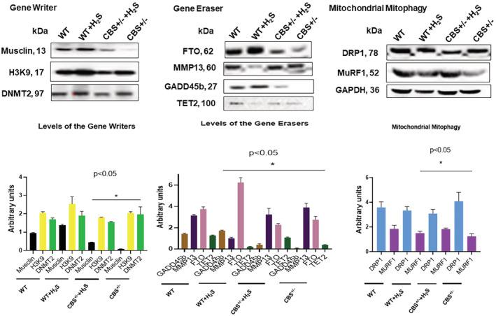 https://cdn.ncbi.nlm.nih.gov/pmc/blobs/b398/9391604/818035408f9d/PHY2-10-e15422-g005.jpg