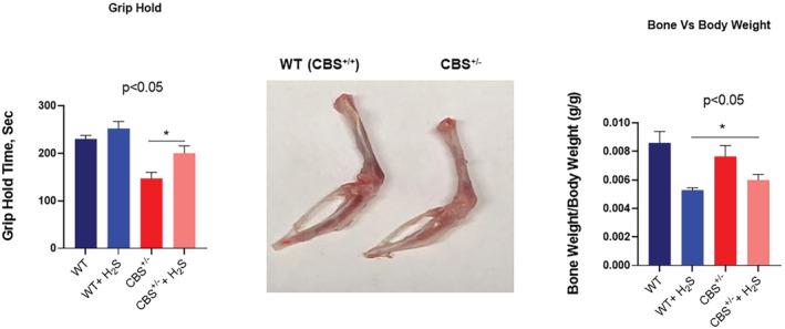 https://cdn.ncbi.nlm.nih.gov/pmc/blobs/b398/9391604/cc7674e50e53/PHY2-10-e15422-g001.jpg