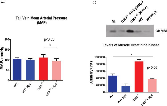 https://cdn.ncbi.nlm.nih.gov/pmc/blobs/b398/9391604/ebd0d74c09aa/PHY2-10-e15422-g004.jpg