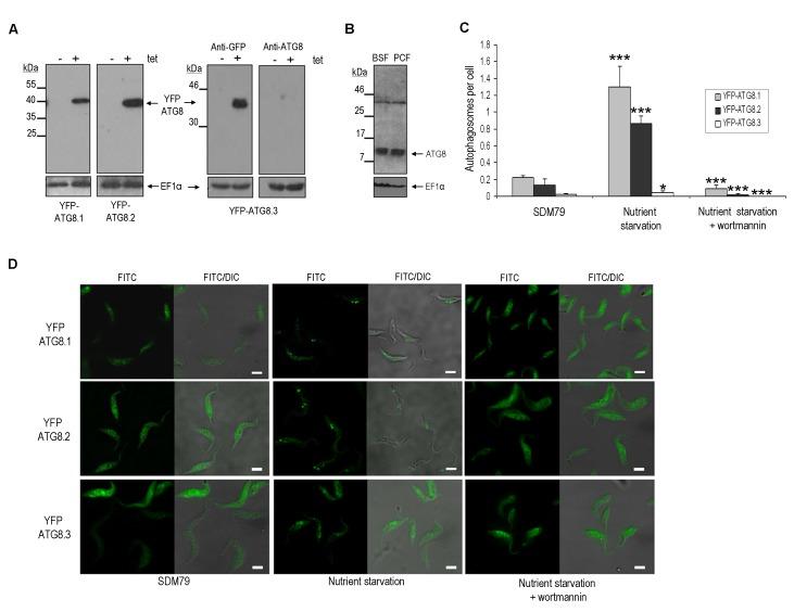 https://cdn.ncbi.nlm.nih.gov/pmc/blobs/b399/5349162/4d5ec01a0188/mic-01-009-g01.jpg