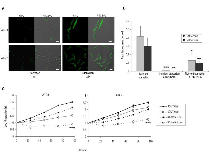 https://cdn.ncbi.nlm.nih.gov/pmc/blobs/b399/5349162/62c78bec0cc9/mic-01-009-g02.jpg