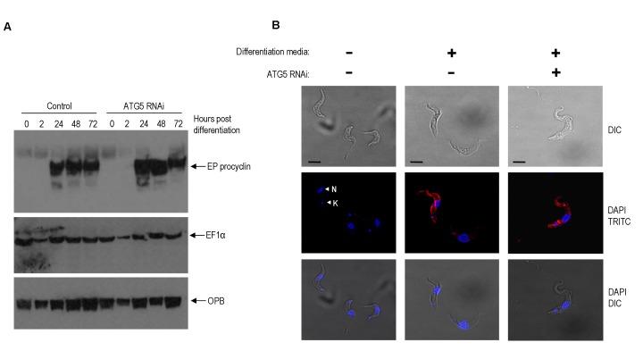 https://cdn.ncbi.nlm.nih.gov/pmc/blobs/b399/5349162/67e3a9c91c99/mic-01-009-g05.jpg
