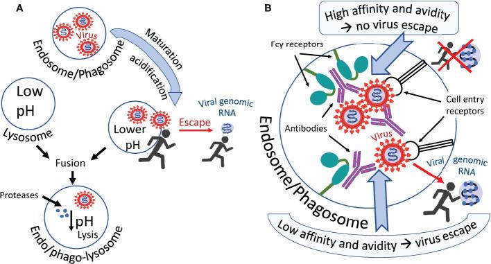 https://cdn.ncbi.nlm.nih.gov/pmc/blobs/b39b/9751203/e69129172caf/fimmu-13-1050478-g002.jpg