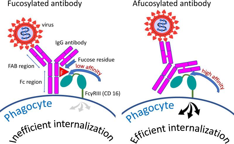 https://cdn.ncbi.nlm.nih.gov/pmc/blobs/b39b/9751203/effbaed2c3ff/fimmu-13-1050478-g003.jpg
