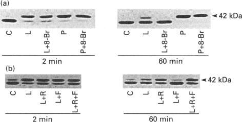 https://cdn.ncbi.nlm.nih.gov/pmc/blobs/b3a1/1136713/4681eac68cfb/biochemj00064-0131-c.jpg