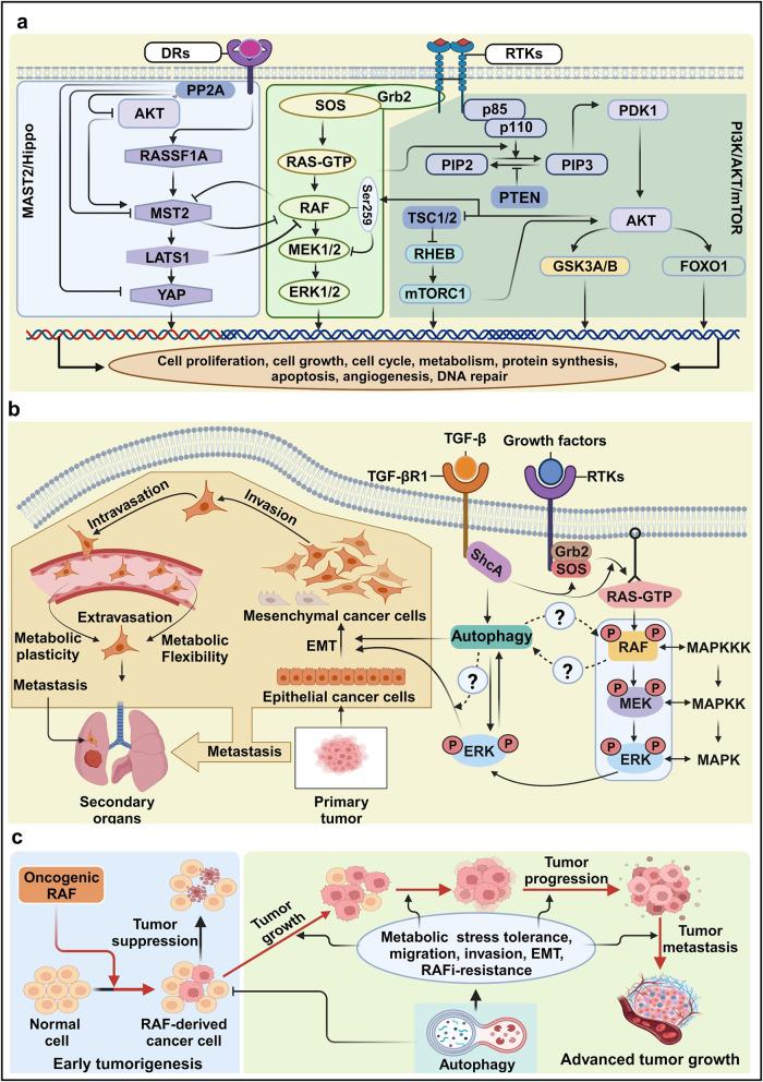https://cdn.ncbi.nlm.nih.gov/pmc/blobs/b3a3/10725898/4b50de232e8d/41392_2023_1705_Fig6_HTML.jpg