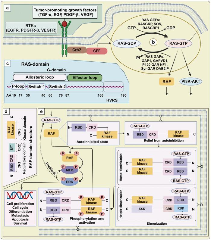 https://cdn.ncbi.nlm.nih.gov/pmc/blobs/b3a3/10725898/6578c7ba36cc/41392_2023_1705_Fig3_HTML.jpg