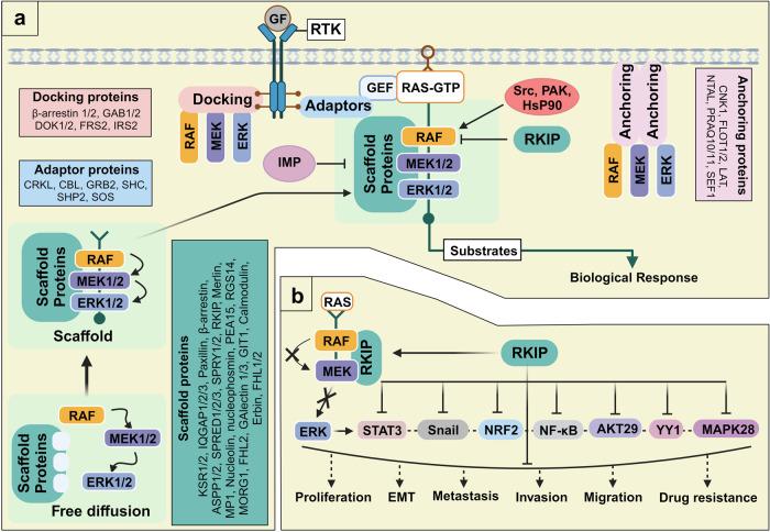 https://cdn.ncbi.nlm.nih.gov/pmc/blobs/b3a3/10725898/65f2939a0152/41392_2023_1705_Fig4_HTML.jpg