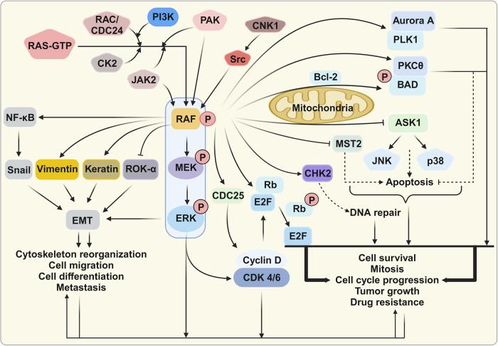 https://cdn.ncbi.nlm.nih.gov/pmc/blobs/b3a3/10725898/c3615113b43c/41392_2023_1705_Fig5_HTML.jpg