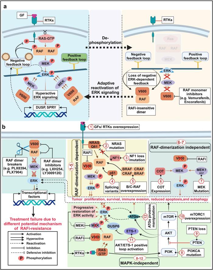 https://cdn.ncbi.nlm.nih.gov/pmc/blobs/b3a3/10725898/fc3249e62ef4/41392_2023_1705_Fig8_HTML.jpg