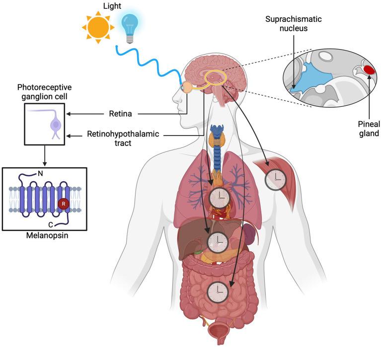 https://cdn.ncbi.nlm.nih.gov/pmc/blobs/b3a3/12186156/89bd43b7a392/fnins-19-1581266-g001.jpg