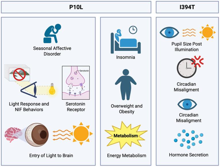 https://cdn.ncbi.nlm.nih.gov/pmc/blobs/b3a3/12186156/d3457585fd69/fnins-19-1581266-g004.jpg