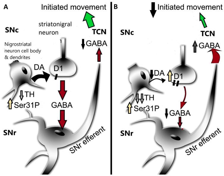 https://cdn.ncbi.nlm.nih.gov/pmc/blobs/b3a4/10815979/a771081b48f4/ijms-25-01131-g003.jpg
