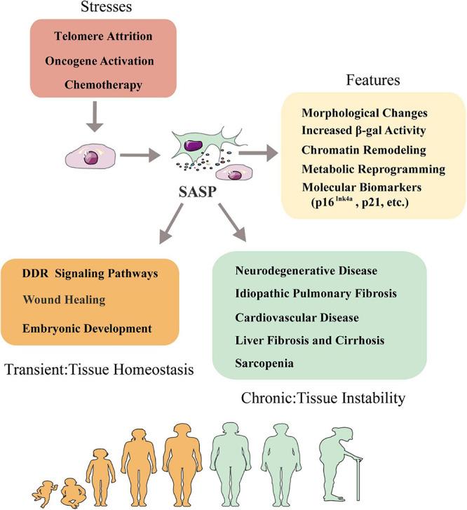 https://cdn.ncbi.nlm.nih.gov/pmc/blobs/b3a5/8334186/78bc98e4ae51/fphys-12-702276-g001.jpg