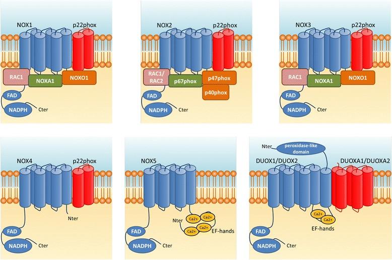 https://cdn.ncbi.nlm.nih.gov/pmc/blobs/b3af/5683583/7dd0e7d5bf16/13024_2017_225_Fig1_HTML.jpg