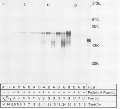 https://cdn.ncbi.nlm.nih.gov/pmc/blobs/b3b1/203669/6f0315dafd59/aem00119-0177-a.jpg