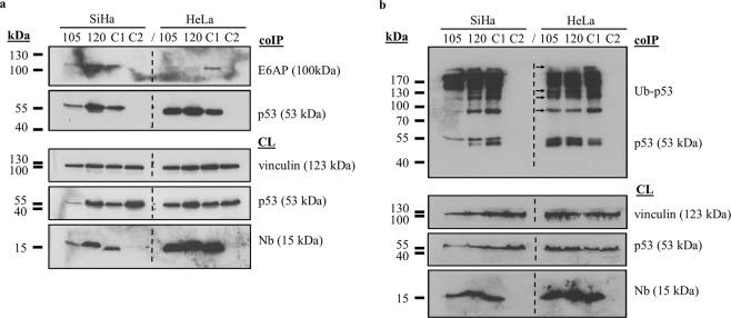 https://cdn.ncbi.nlm.nih.gov/pmc/blobs/b3b1/6722090/2aa38dcc5a23/41598_2019_49061_Fig4_HTML.jpg