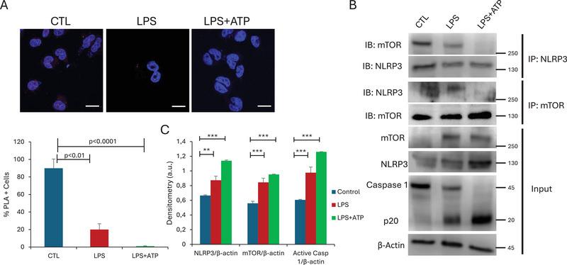 https://cdn.ncbi.nlm.nih.gov/pmc/blobs/b3b8/12188110/cb1298d6ff56/EJI-55-e51176-g004.jpg