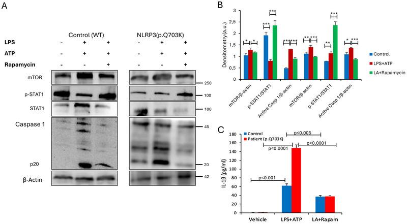 https://cdn.ncbi.nlm.nih.gov/pmc/blobs/b3b8/12188110/ea408df401c5/EJI-55-e51176-g001.jpg